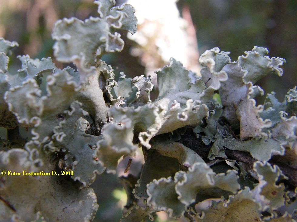 Parmotrema hypoleucinum